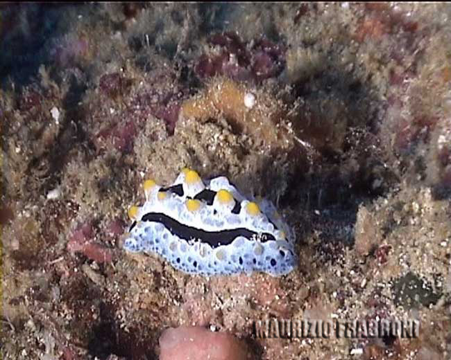 philli coelestis.jpg - 56235 Bytes